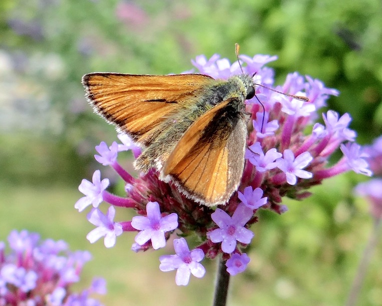 small skipper